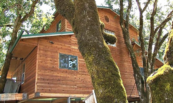 дом на дереве фото 5
